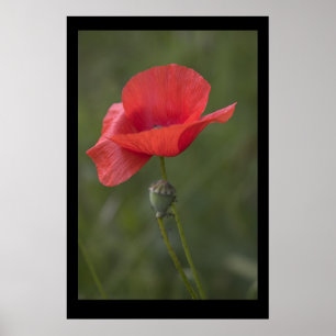 Poppy. Poster door cARTerART