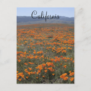 Poppy Reserve Briefkaart