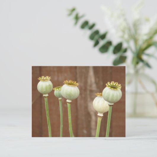 Poppy Seedheads Briefkaart (Staand voorkant)