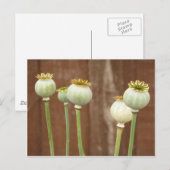 Poppy Seedheads Briefkaart (Voorkant / Achterkant)