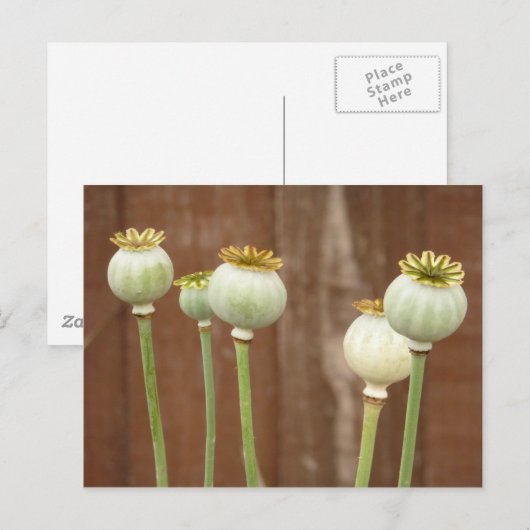Poppy Seedheads Briefkaart (Voorkant / Achterkant)