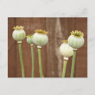 Poppy Seedheads Briefkaart
