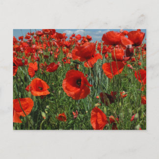 Poppy Seeds Flowers Field Briefkaart