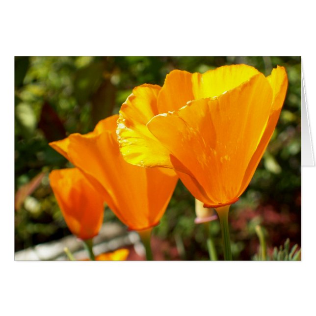 Poppy Trio (Voorkant Horizontaal)