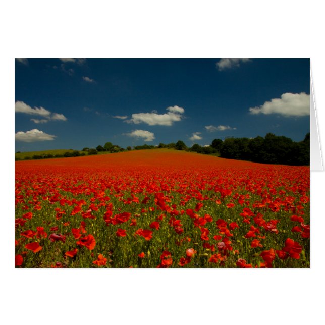 Poppy-veld onder een zomerhemel (Voorkant Horizontaal)