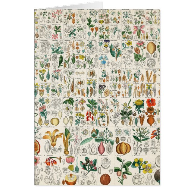 Poppy, Violet Plant Classifications (Voorkant)