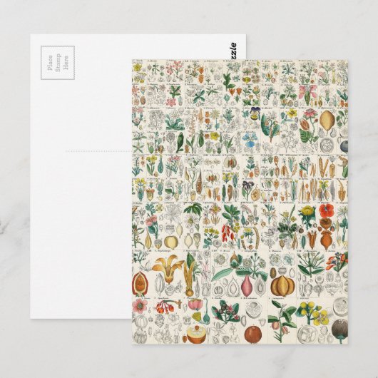 Poppy, Violet Plant Classifications Briefkaart (Voorkant / Achterkant)