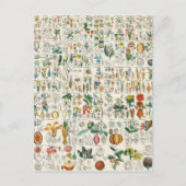 Poppy, Violet Plant Classifications Briefkaart (Voorkant)