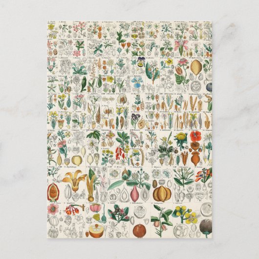 Poppy, Violet Plant Classifications Briefkaart (Voorkant)