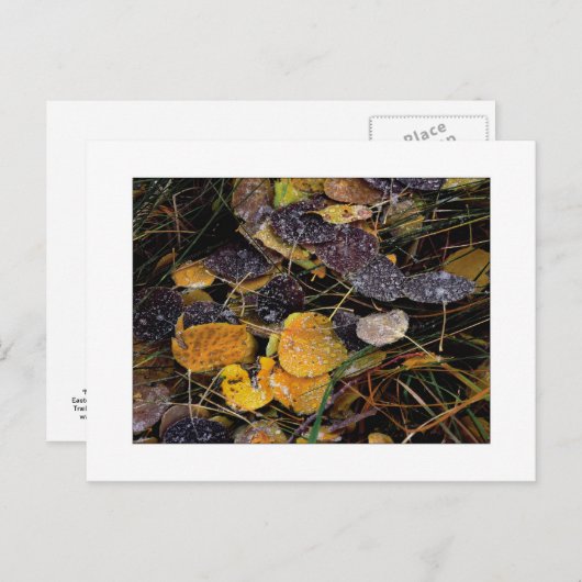 "Popsicles van de Natuur" Briefkaart (Voorkant / Achterkant)