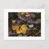 "Popsicles van de Natuur" Briefkaart (Voorkant)