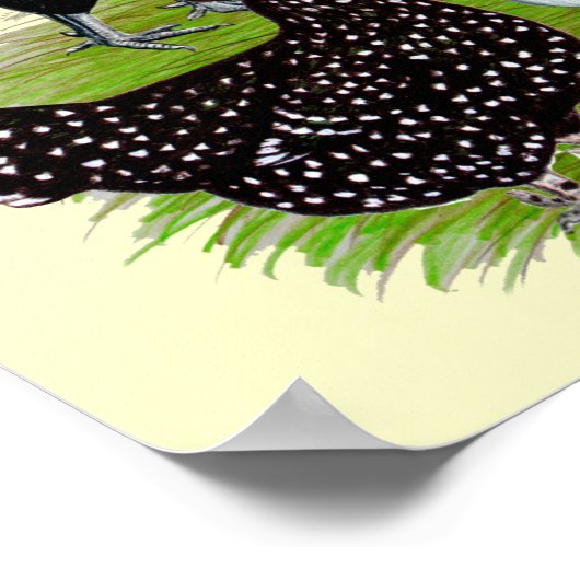 Populair witkuikenkwartet poster (Hoek)