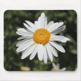 populaire bloem, mooie wilde witte margriet foto muismat