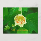 Populaire boomtulp briefkaart (Voorkant)