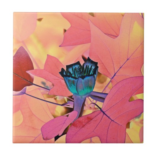 Populaire boomtulp tegeltje (Voorkant)