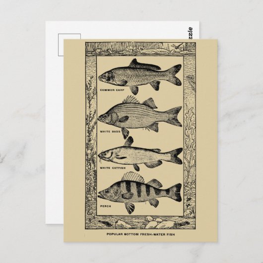 populaire zoetwatervis van Louis Rhead Briefkaart (Voorkant / Achterkant)