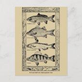 populaire zoetwatervis van Louis Rhead Briefkaart (Voorkant)