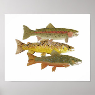 Populairste forel poster