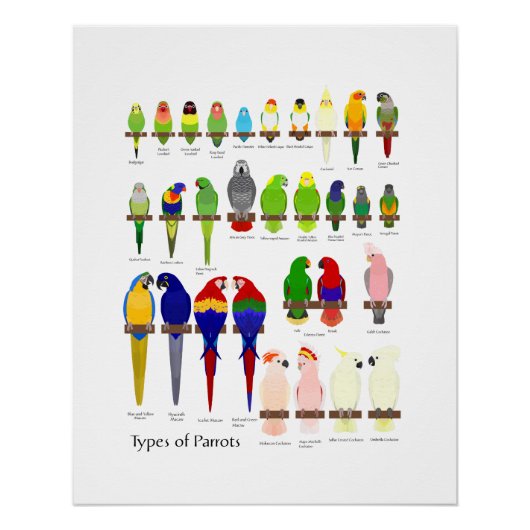 popular pet parrots types chart perfect poster (Voorkant)