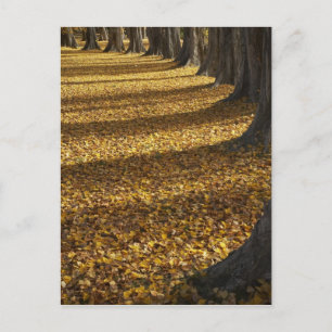 Populieren in de herfst, Lake Wanaka, Otago, Briefkaart