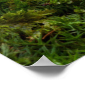 Porcinopaddenstoel Poster (Hoek)