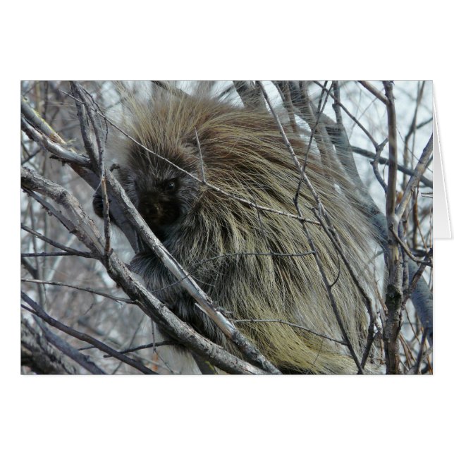 Porcupine (Voorkant Horizontaal)