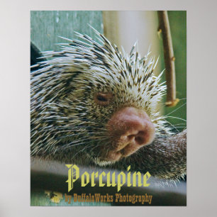 Porcupine-2-Poster Poster