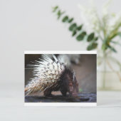 Porcupine Briefkaart (Staand voorkant)