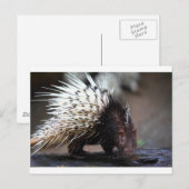 Porcupine Briefkaart (Voorkant / Achterkant)