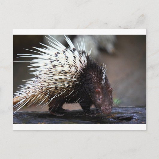 Porcupine Briefkaart (Voorkant)
