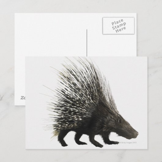 Porcupine Briefkaart (Voorkant / Achterkant)