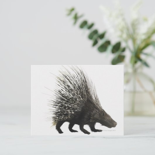 Porcupine Briefkaart (Staand voorkant)