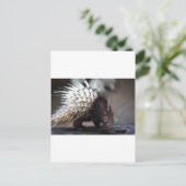 Porcupine Briefkaart (Staand voorkant)