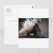 Porcupine Briefkaart (Voorkant / Achterkant)