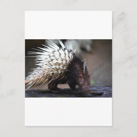 Porcupine Briefkaart (Voorkant)