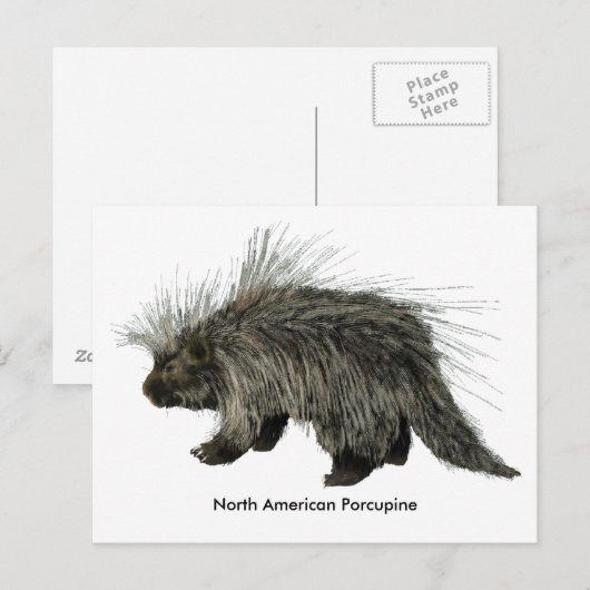 Porcupine Briefkaart (Voorkant / Achterkant)
