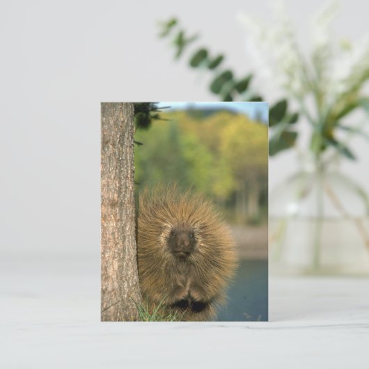 Porcupine Briefkaart (Staand voorkant)