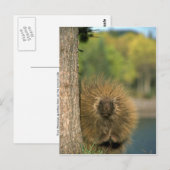 Porcupine Briefkaart (Voorkant / Achterkant)