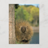 Porcupine Briefkaart (Voorkant)