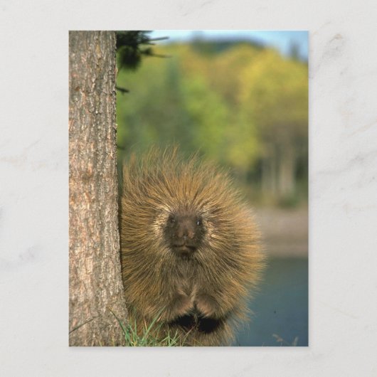 Porcupine Briefkaart (Voorkant)