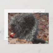 Porcupine en Apple Briefkaart (Voorkant / Achterkant)