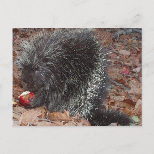 Porcupine en Apple Briefkaart (Voorkant)
