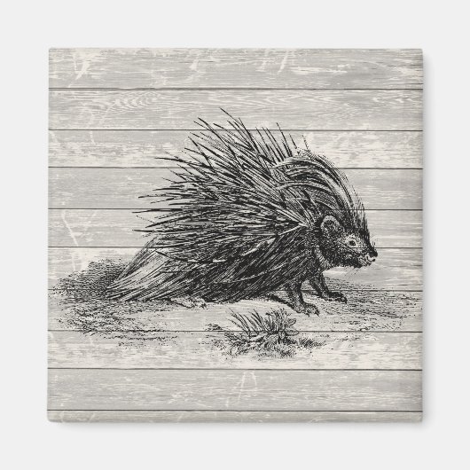  Porcupine Illustratie Magneet (Voorkant)