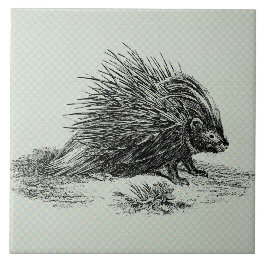  Porcupine Illustratie Tegeltje (Voorkant)