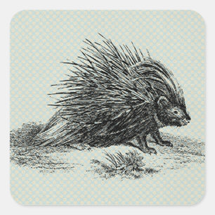  Porcupine Illustratie Vierkante Sticker