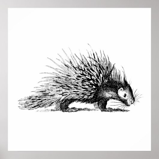 Porcupine Illustration - Porcupines 1800 Poster (Voorkant)