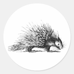  Porcupine Illustration - Porcupines 1800 Ronde Sticker