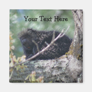 Porcupine in Tree Animal Natuur Foto Magnet