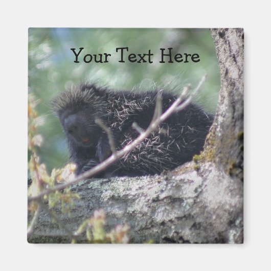 Porcupine in Tree Animal Natuur Foto Magnet (Voorkant)