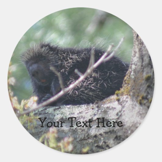 Porcupine in Tree Wildlife Animal Fotosticker Ronde Sticker (Voorkant)